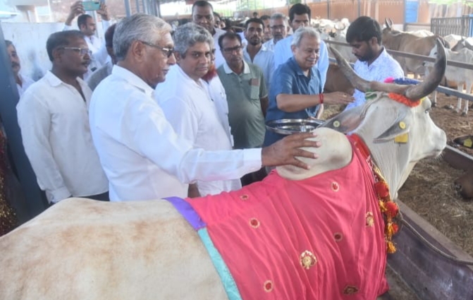 in-charge-minister-dr-subhash-garg-performed-cow-worship-in-phalodi-gaushala