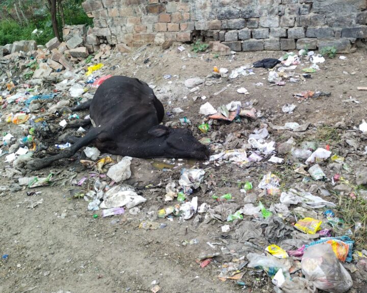 garbage-dumping-has-not-been-removed-yet-the-situation-is-from-bad-to-worse-the-cow-died-after-eating-plastic