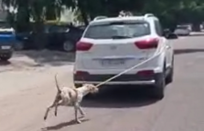doctor-dragged-the-dog-from-the-moving-car-by-tying-it-with-a-rope-video-viral