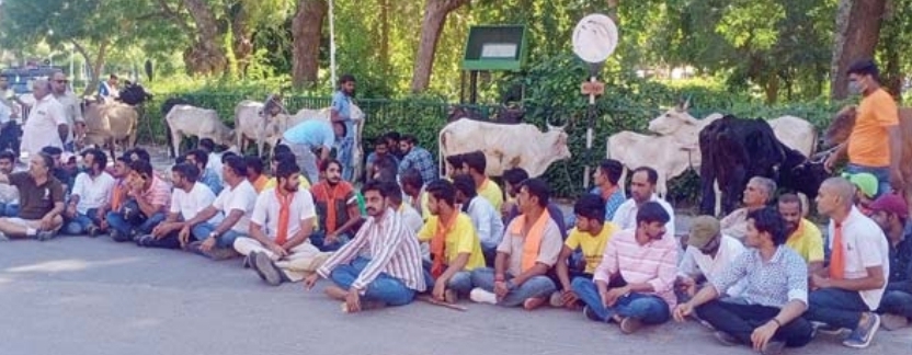 vhp-workers-reached-the-collectorate-with-the-lumped-cows-demonstrated