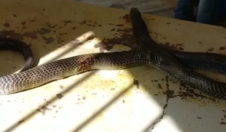 cobra-found-in-parihar-nagar-rescued-and-left-in-the-forest