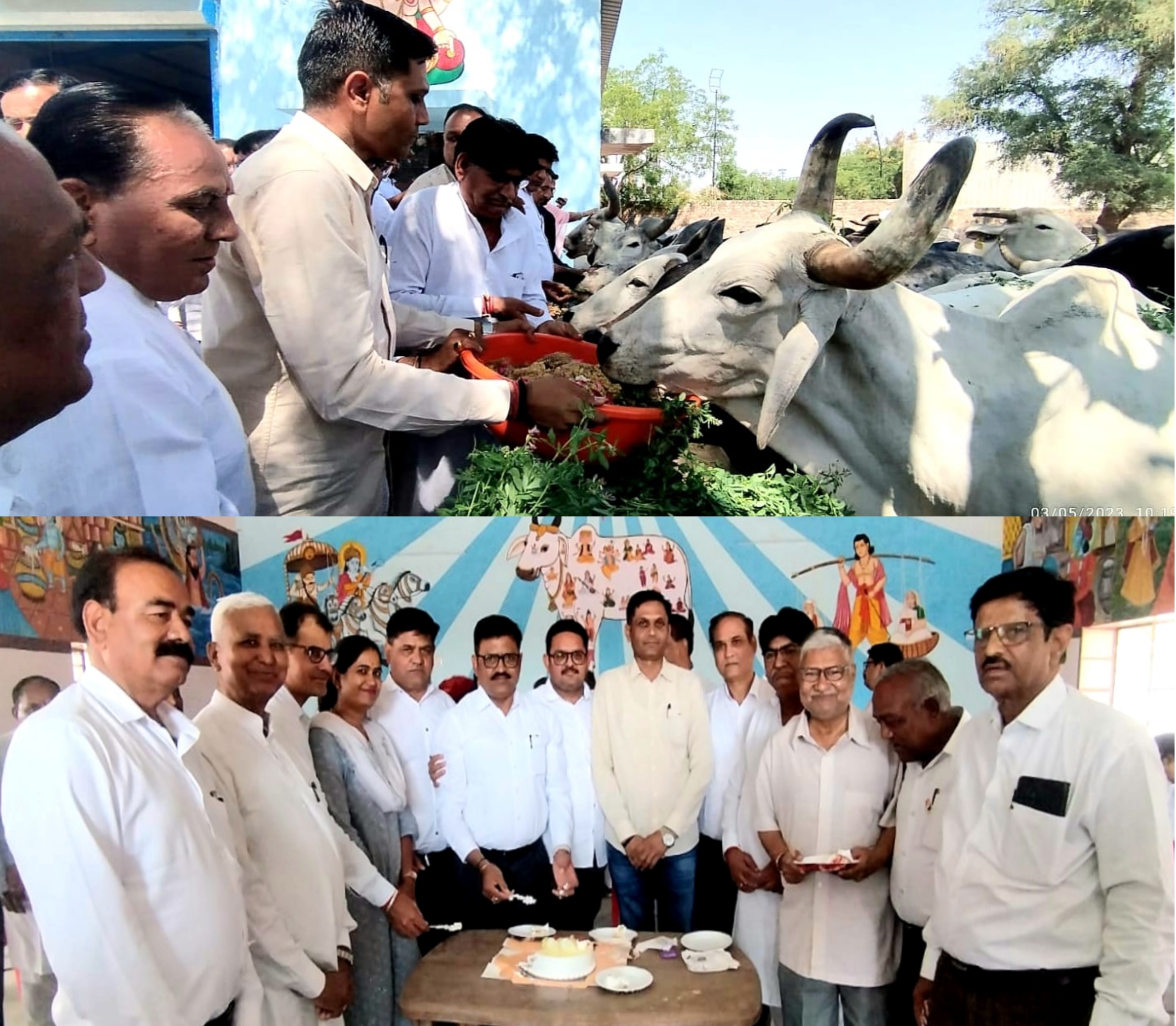 cows-served-on-chief-minister-gehlots-birthday