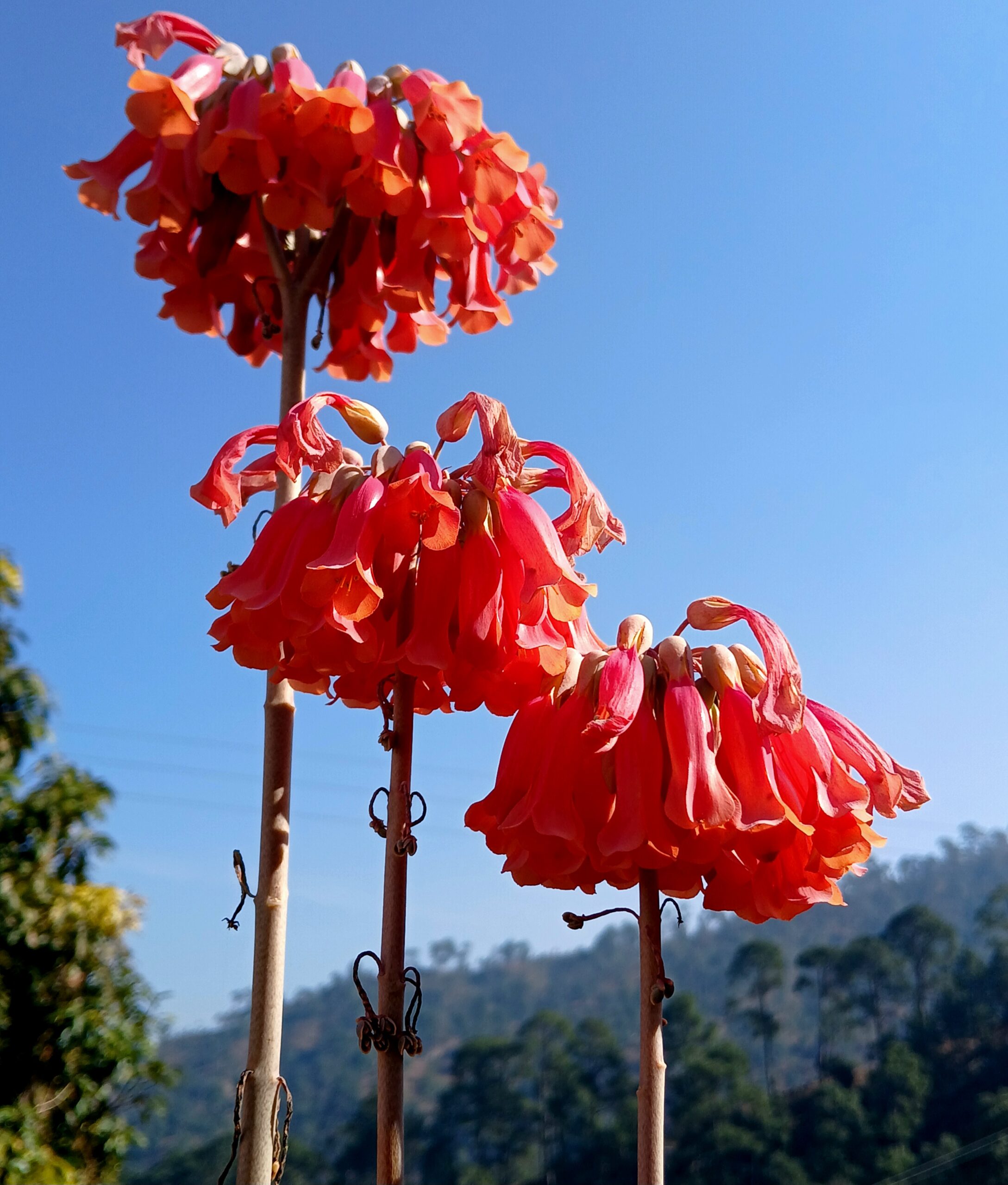 भारतीय नववर्ष: सांस्कृतिक दृष्टि