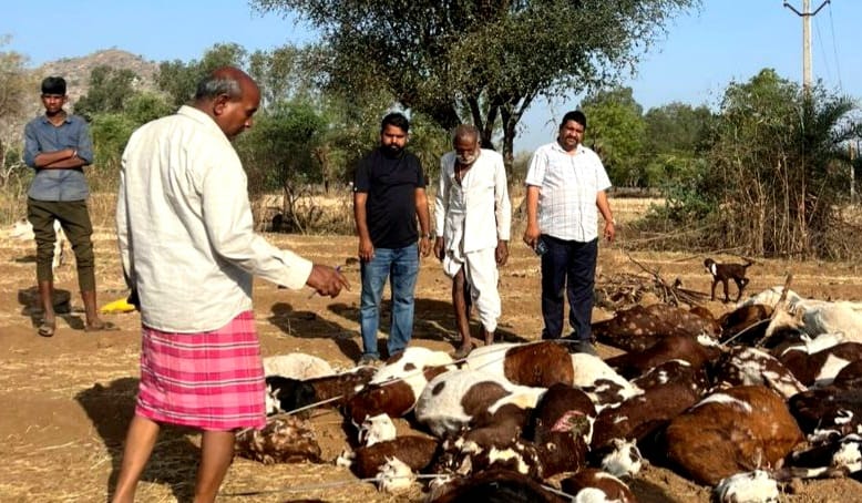 खेत में सो रही भेड़ बकरियों पर गिरा विद्युत तार,57 भेड़ बकरियों की मौत