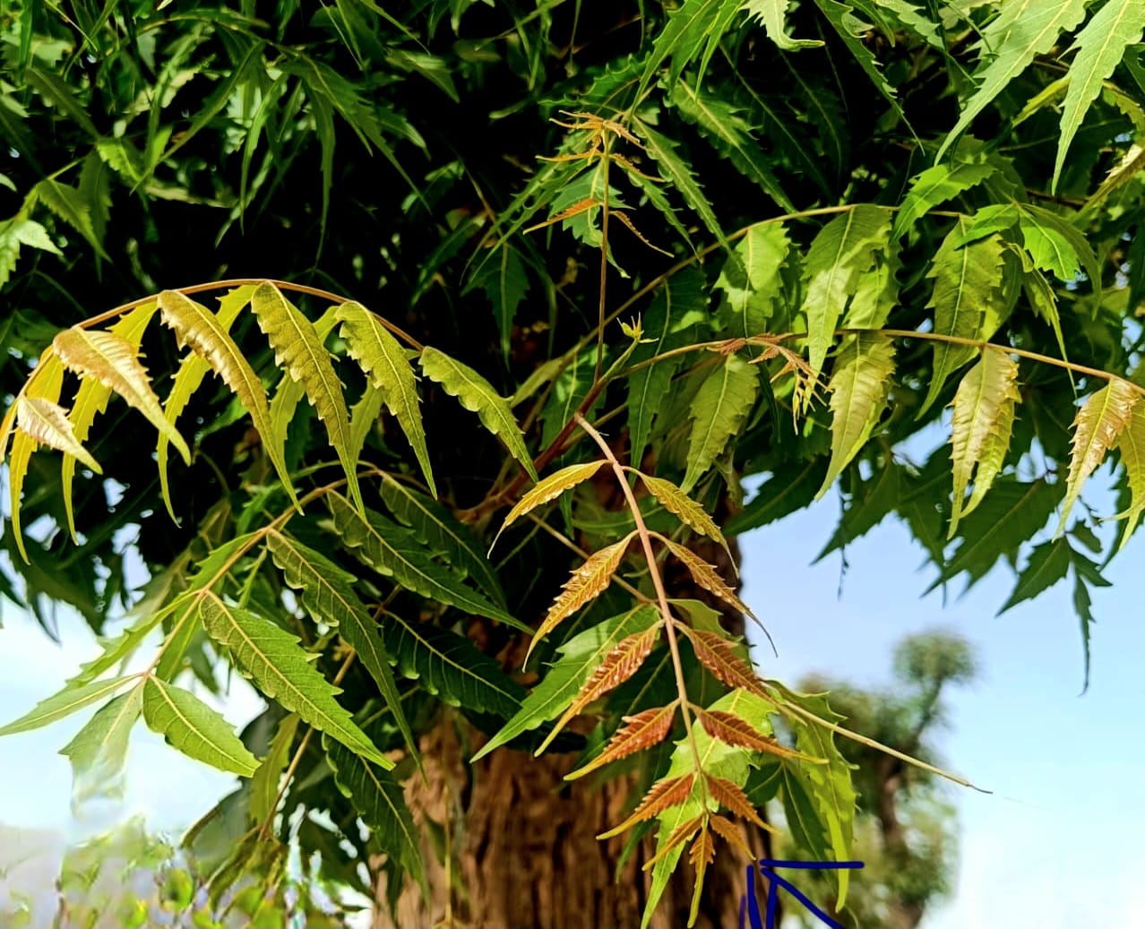 चैत्र नवरात्र में नीम कोंपल का सेवन लाभकारी