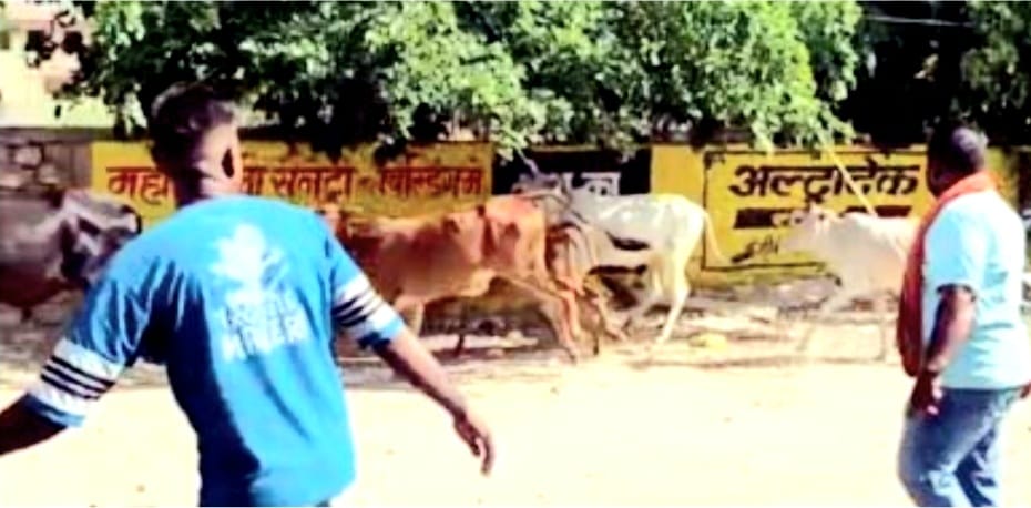 नगर निगम की टीम ने पकड़े निराश्रित पशु