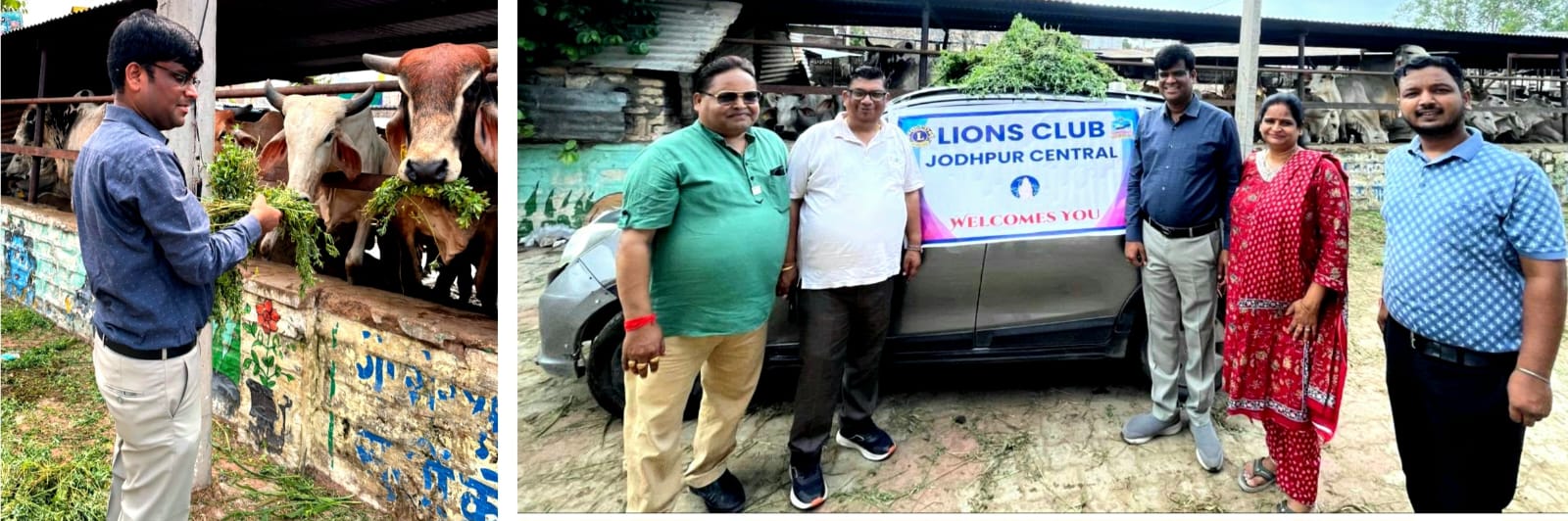 Lions Club Jodhpur Central engaged in cow service.
