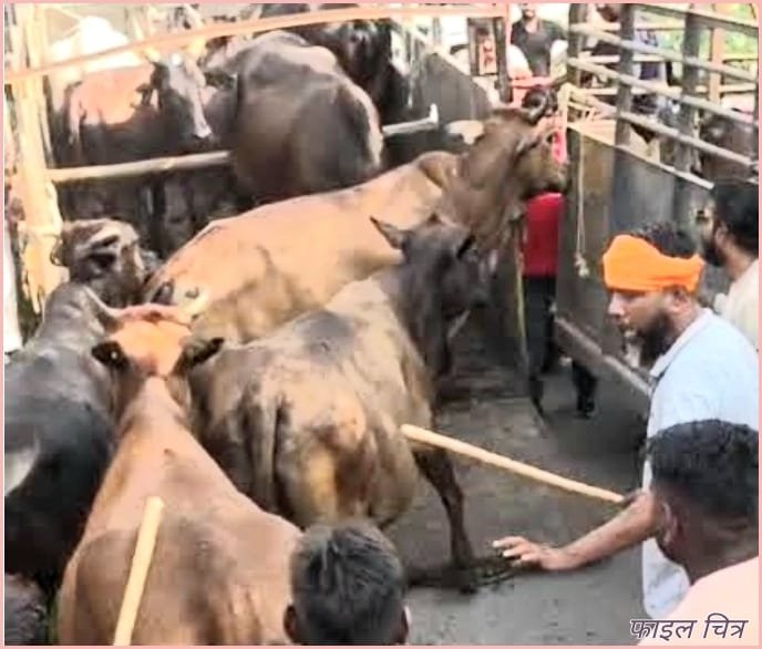 Municipal Corporation rounded up over 700 stray animals in July.